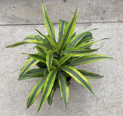 Dracanea Lemon Lime Warneckii